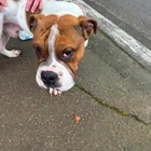 Found dog