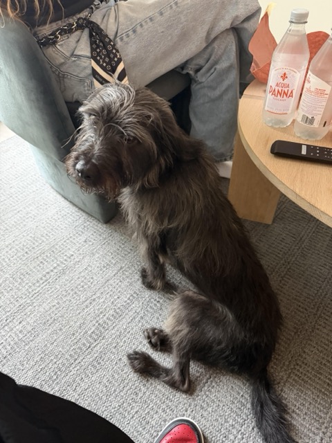 Found dog