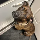 Found dog