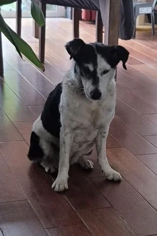 Found dog