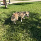 Found dog