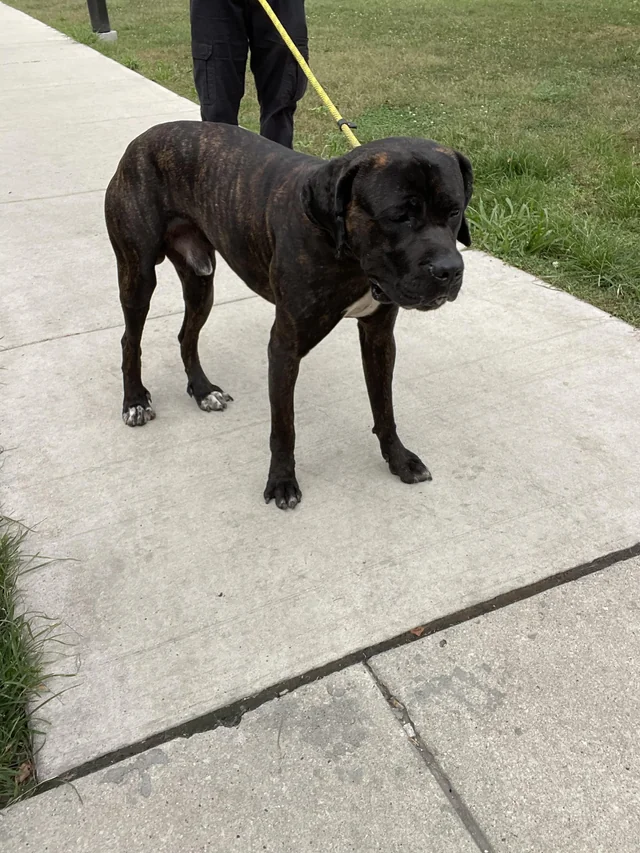 Found dog