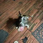 Found Dog in Louisville