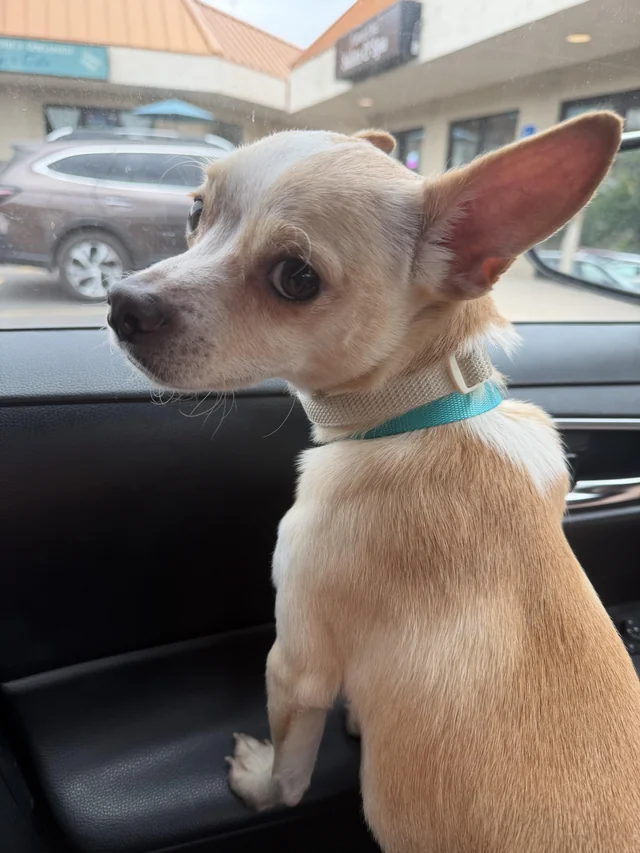 Found Dog in Old Colorado City