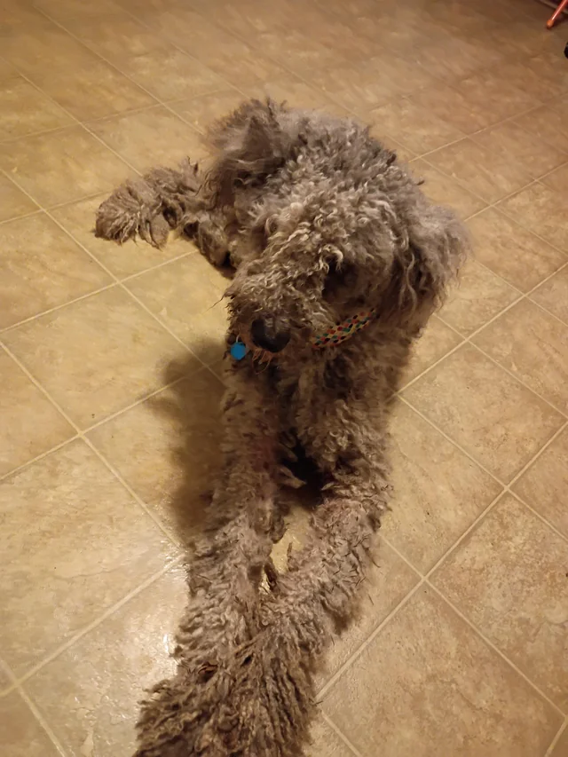Found dog
