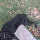Found Dog in Missouri