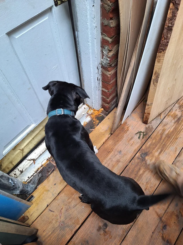 Found dog