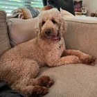 Found dog