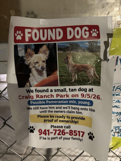 Found dog