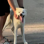 Found Dog in Tulsa