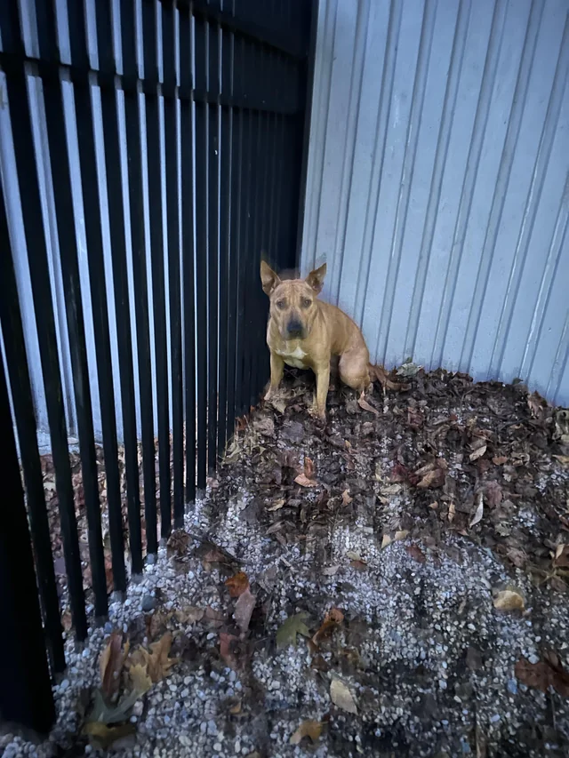 Found dog