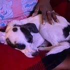 Found dog