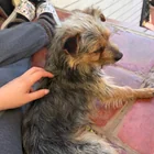 Found dog