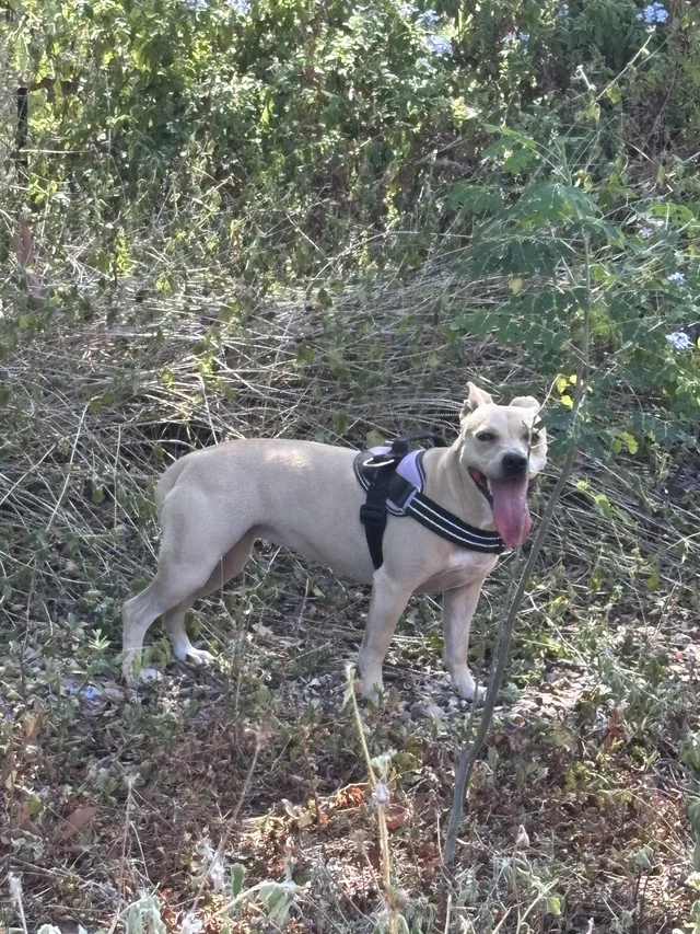 Found dog