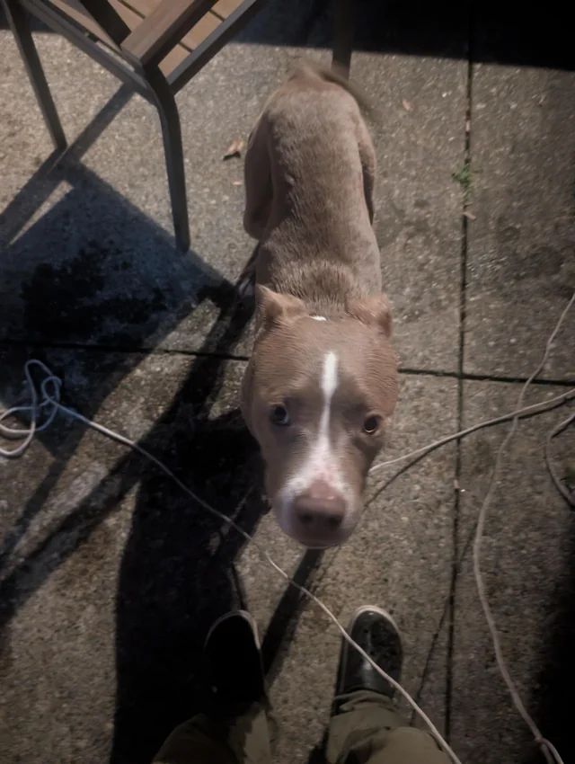 Found Dog in Medford