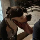 Found dog