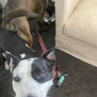 Found dog