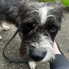Found dog