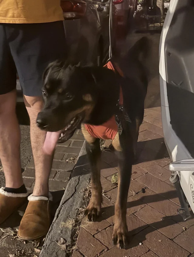Found Dog in Washington