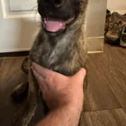 Found dog