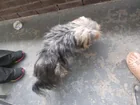 Found Dog in Louisville