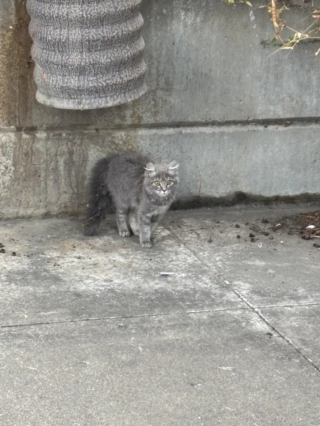 Found cat