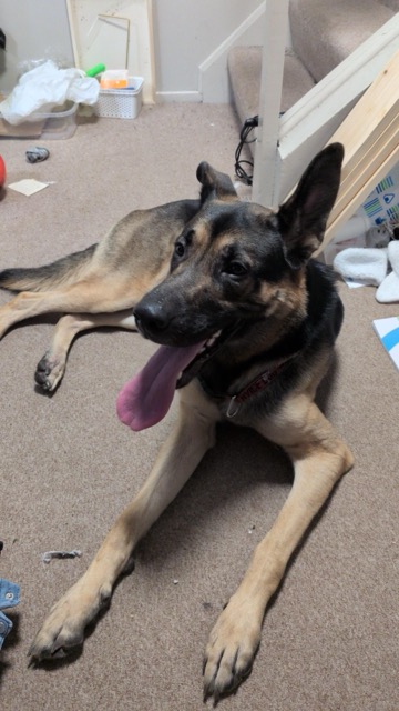 Found dog