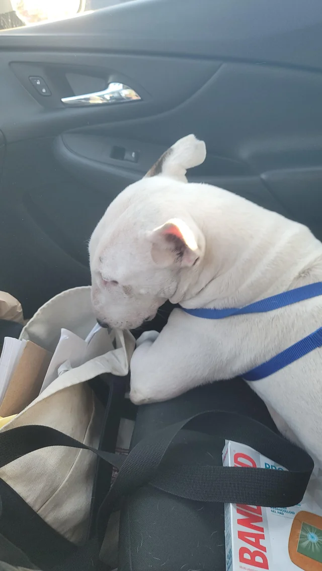 Found dog