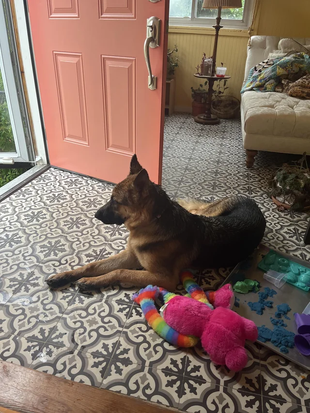 Found dog