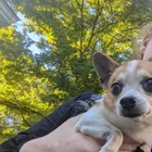 Found Dog in Ithaca