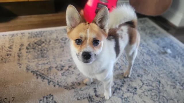 Found dog