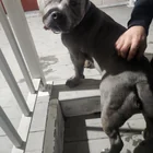 Found dog