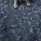 Found dog