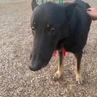 Found dog