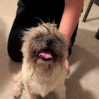 Found dog