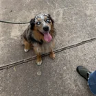 Found dog