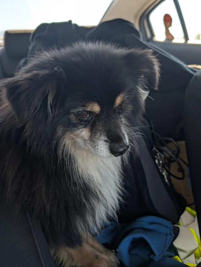 Found Dog in Mountain Green
