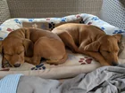 Found Dog in Sofia