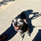 Found dog
