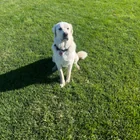 Found dog