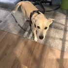 Found Dog in Washington