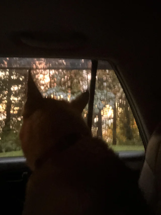 Found dog