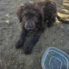 Found dog