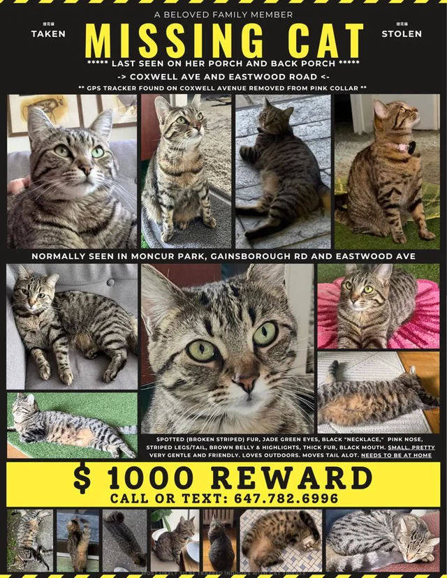 Lost Cat in Toronto