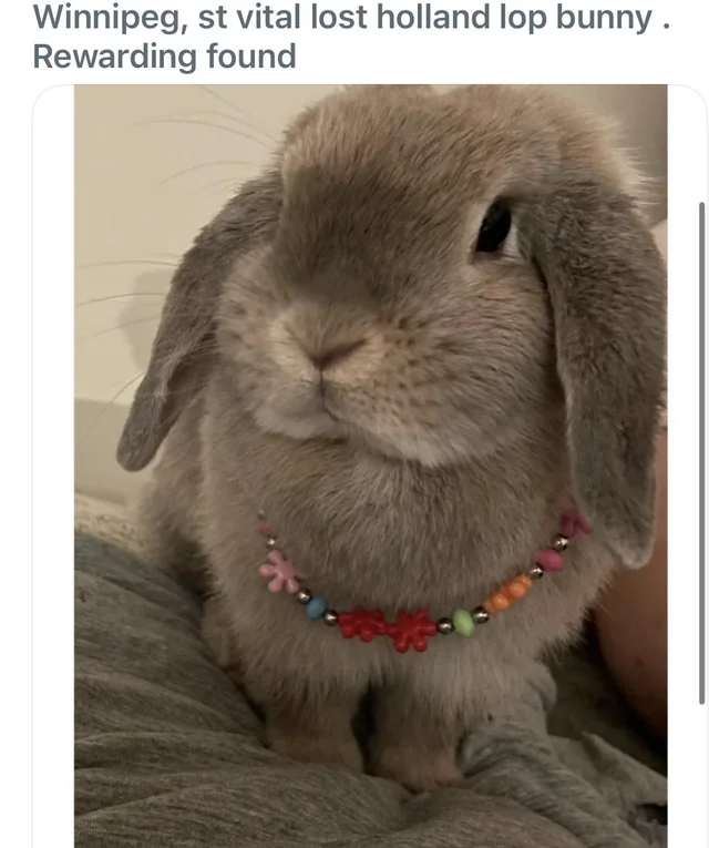 Lost Pet in Winnipeg