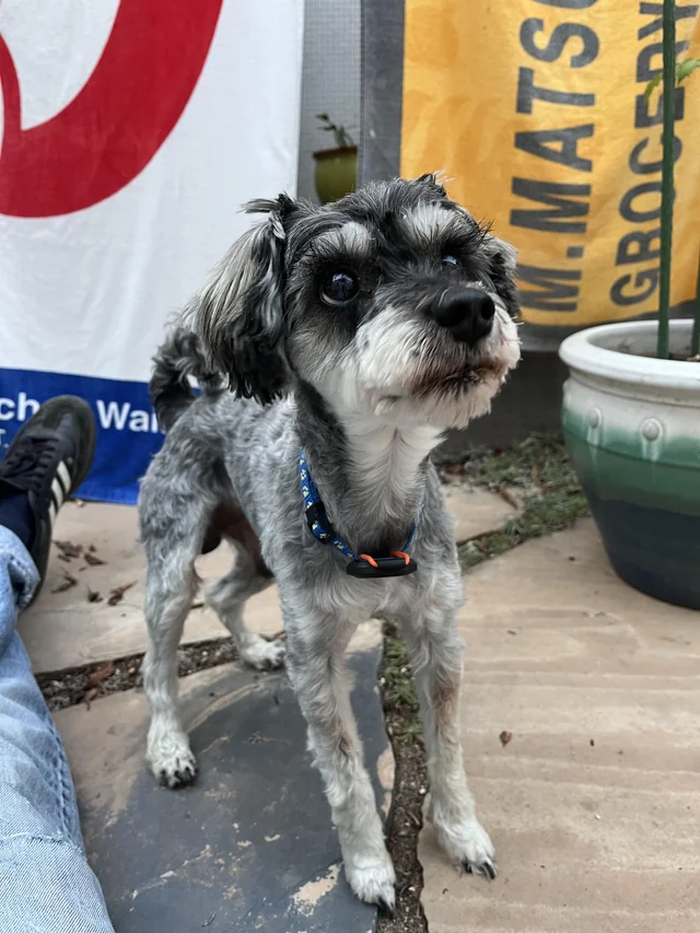 Found Dog in Santa Monica