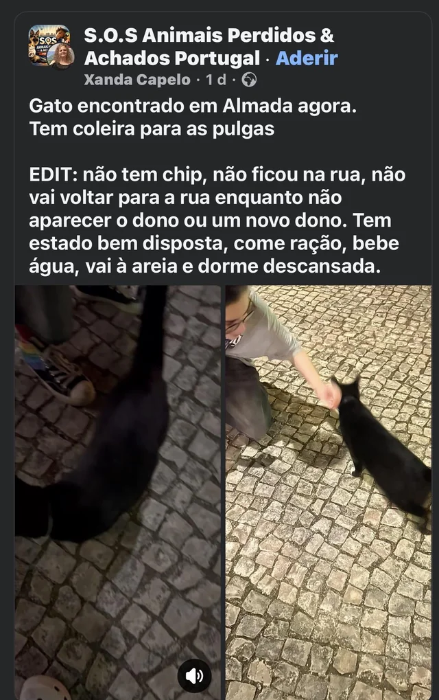 Found Cat in Almada