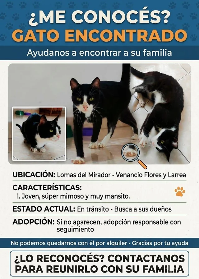 Found Cat in Lomas Del Mirador
