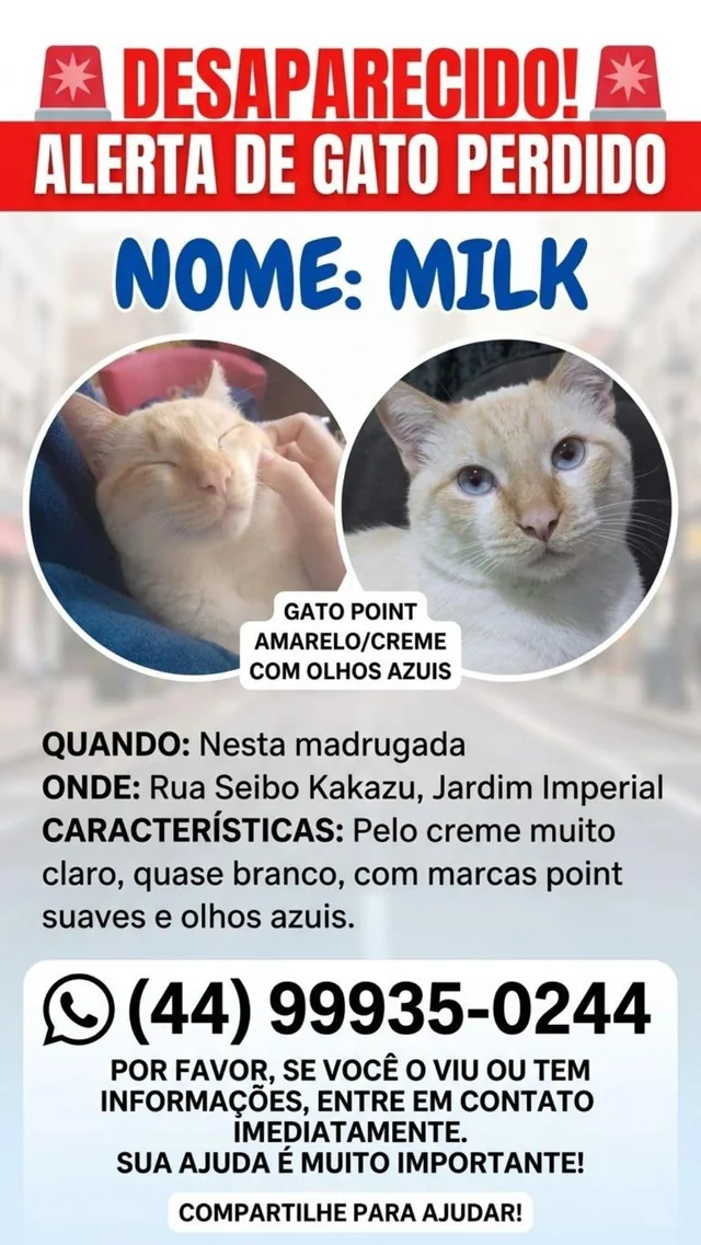Lost Cat in Paraná