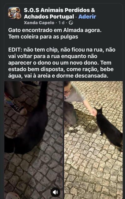 Found Cat in Almada